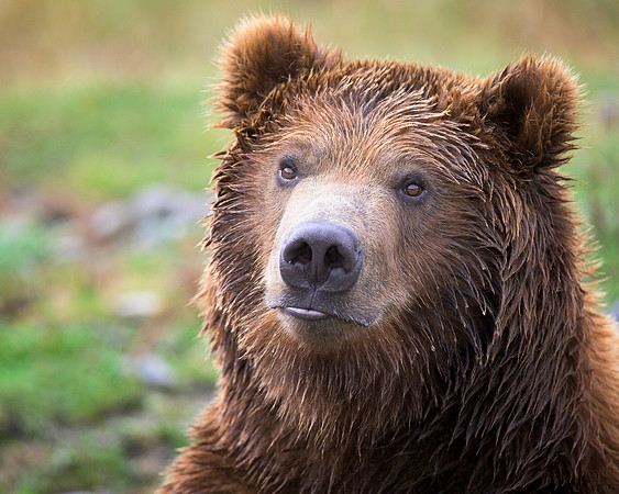 Grizzly bear