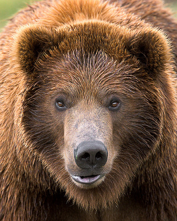 Grizzly bear
