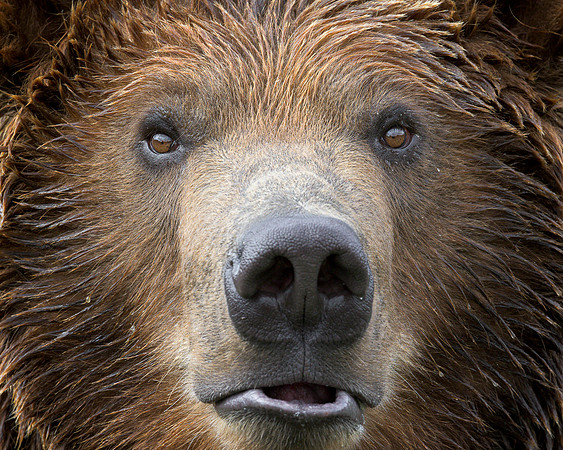 Grizzly bear