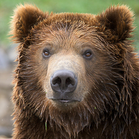 Grizzly bear