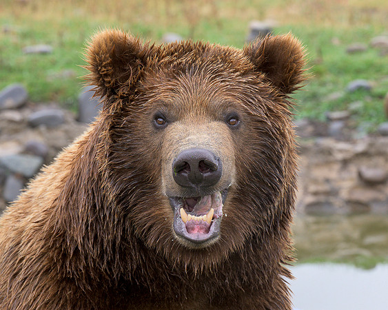 Grizzly bear