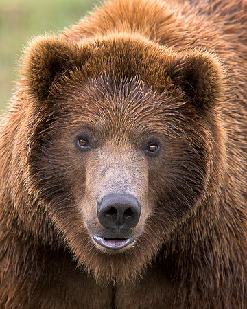 Grizzly bear