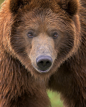 Grizzly bear