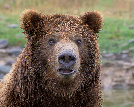 Grizzly bear