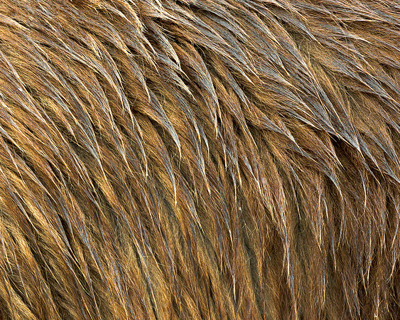 Grizzly bear