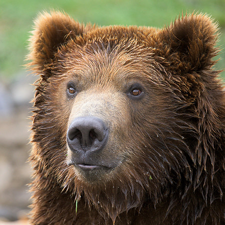 Grizzly bear