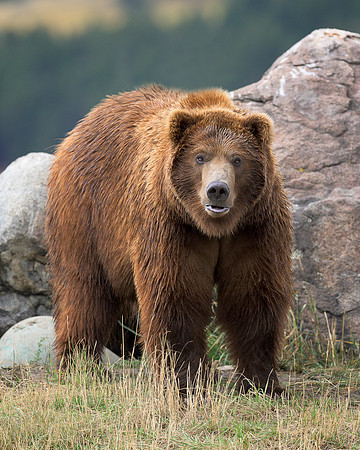 Grizzly bear