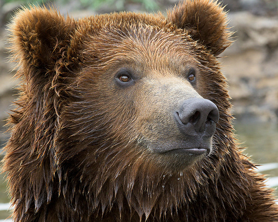 Grizzly bear