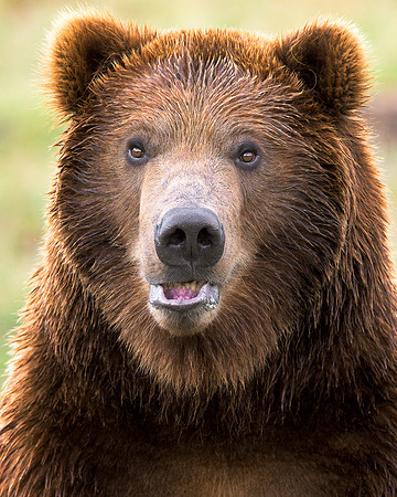 Grizzly bear