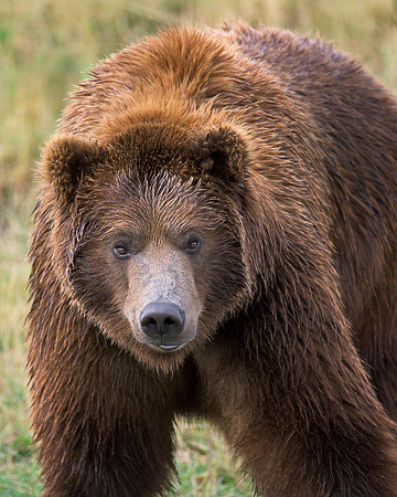 Grizzly bear