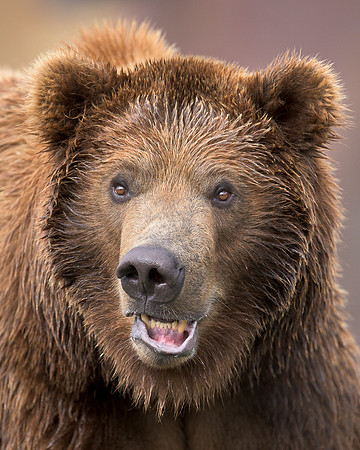 Grizzly bear
