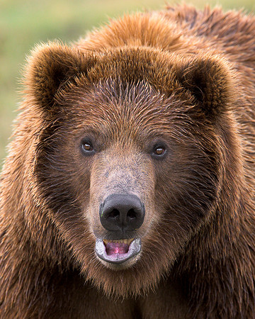 Grizzly bear