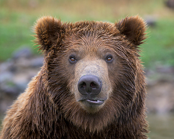 Grizzly bear
