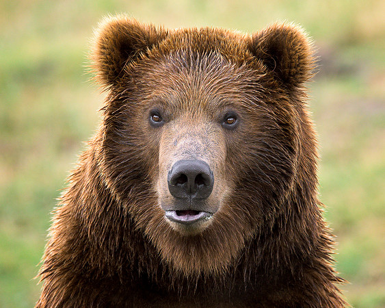 Grizzly bear