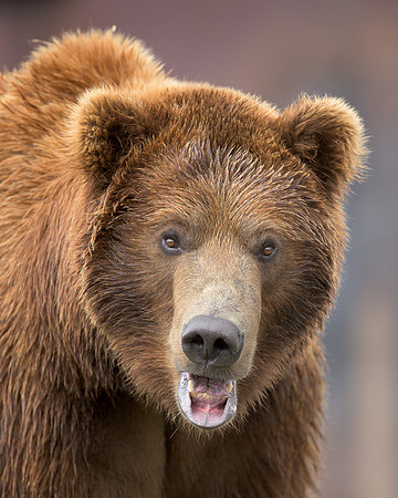 Grizzly bear