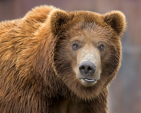 Grizzly bear