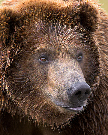 Grizzly bear