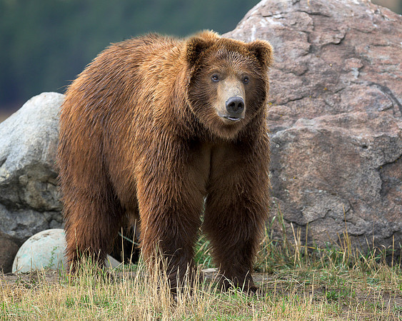 Grizzly bear