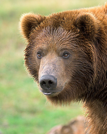 Grizzly bear