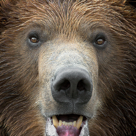 Grizzly bear