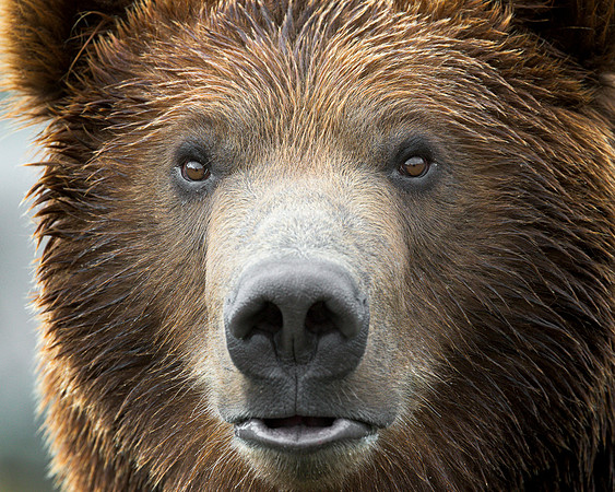 Grizzly bear