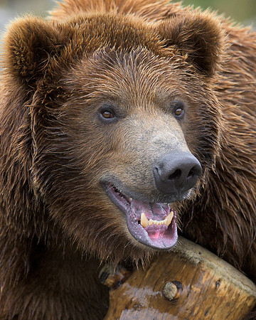 Grizzly bear