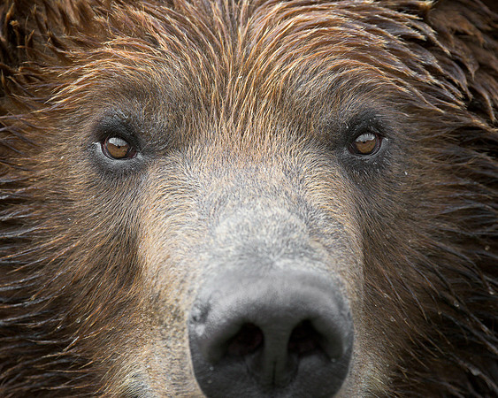 Grizzly bear