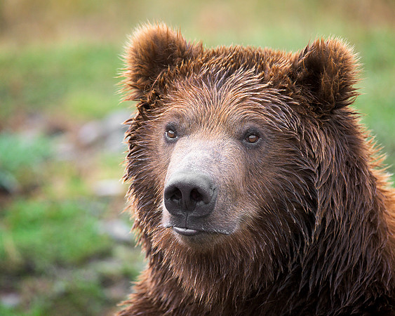 Grizzly bear