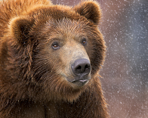 Grizzly bear