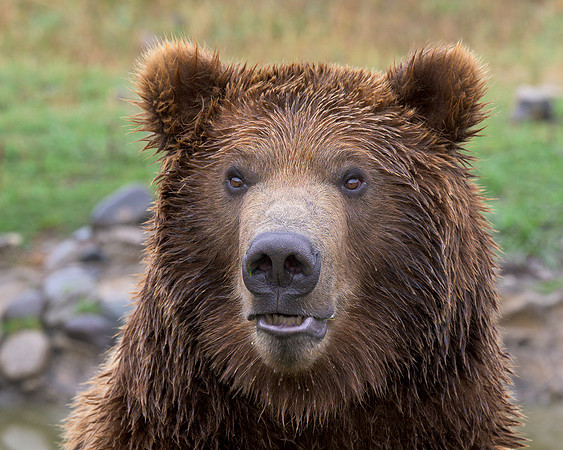 Grizzly bear