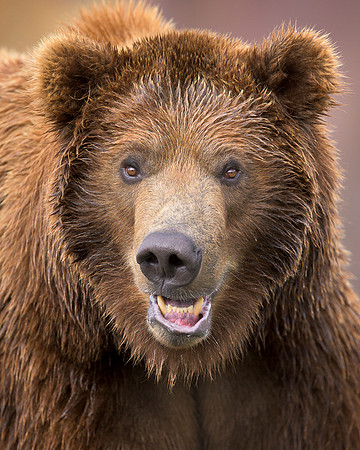 Grizzly bear