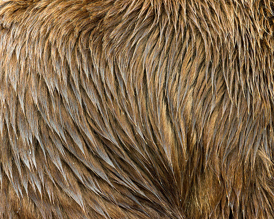 Grizzly bear