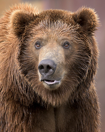 Grizzly bear