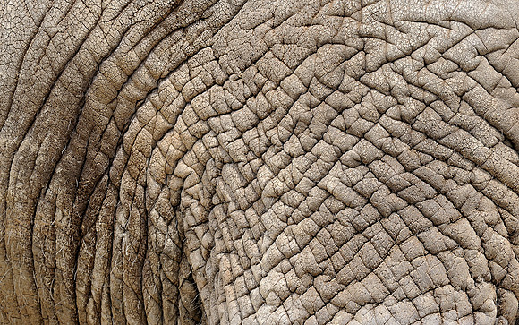 Wrinkles