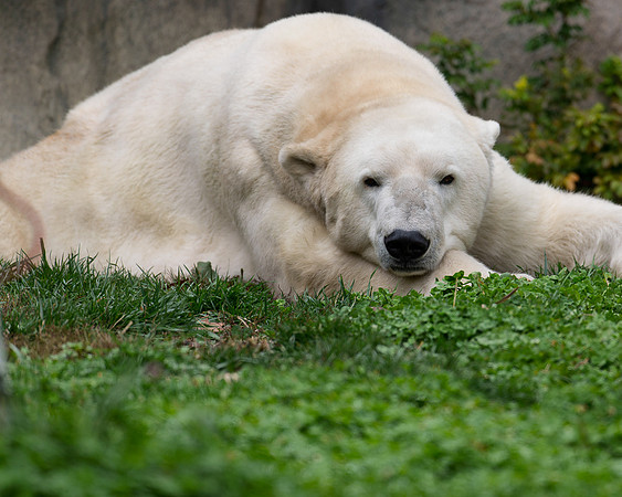Polar bear