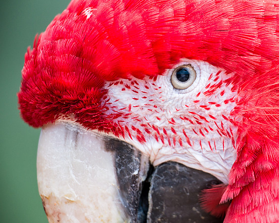 Green winged macaw