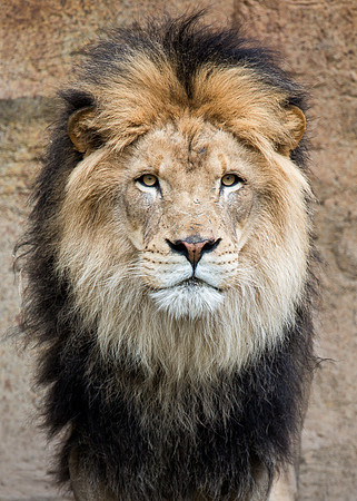 African lion