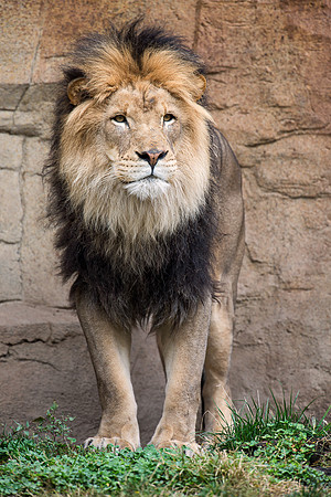 African lion
