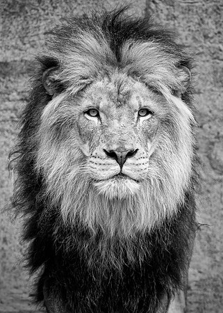African lion (B&W version)