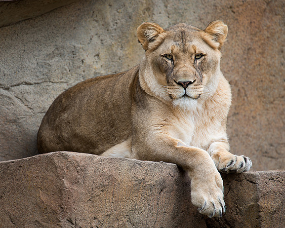 African lion