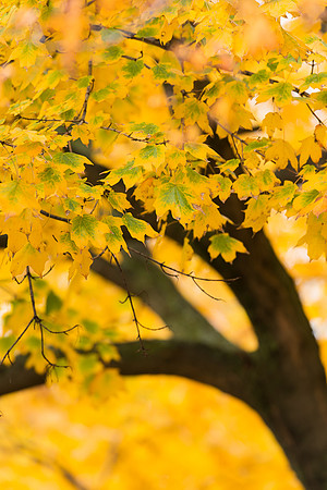 Autumn leaves