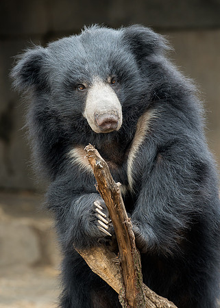 Sloth bear