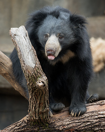 Sloth bear