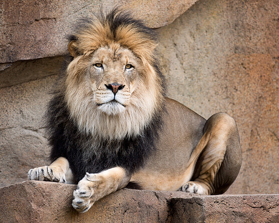 African lion