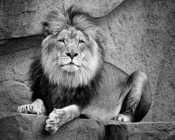 African lion (B&W version)