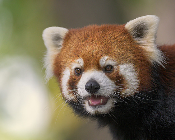 Red panda