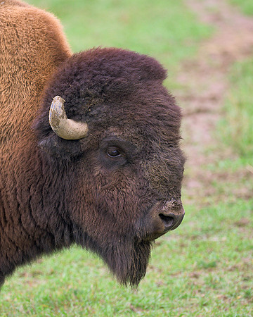 Bison