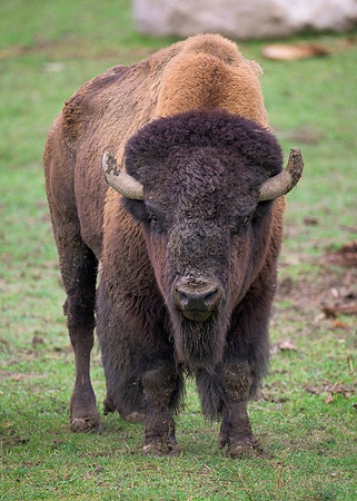 Bison