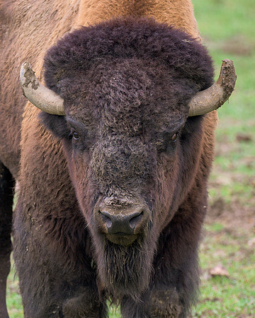 Bison