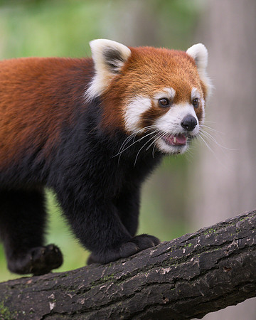 Red panda